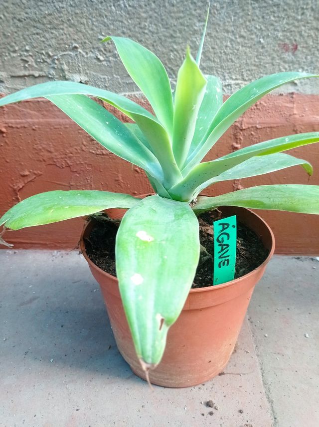 Planta Agave