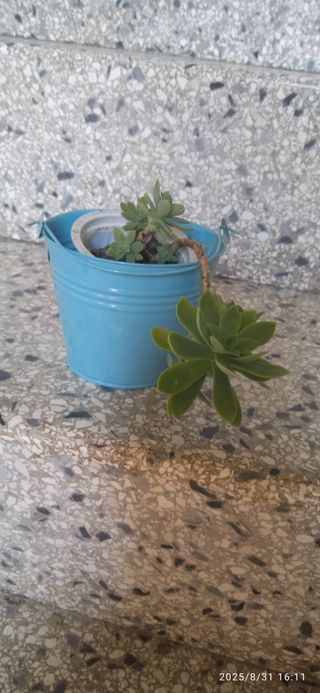 Vasi da appendere colorati