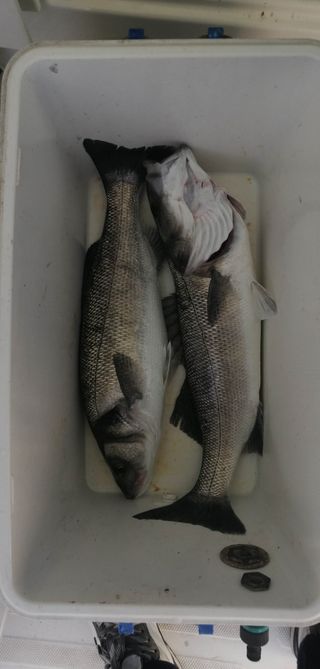 Lote de señuelos de pesca