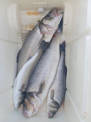 Lote de señuelos de pesca