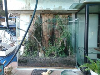 Terrario bioactivo con troncos y plantas con tapa.