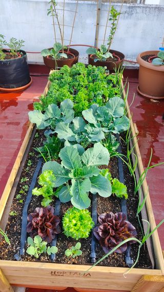 Tres Mesas de cultivo , Huerto urbano 