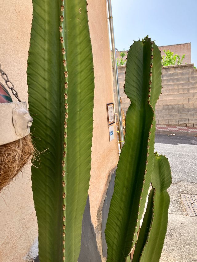 Cactus grande euphorbia