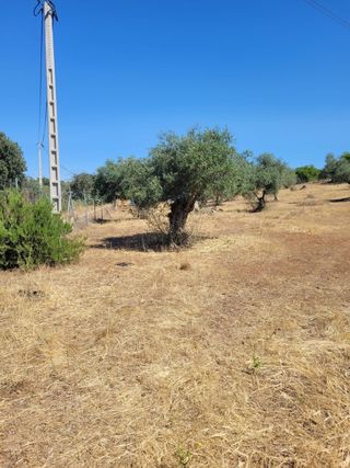 Parcela rústica en venta en Don Álvaro