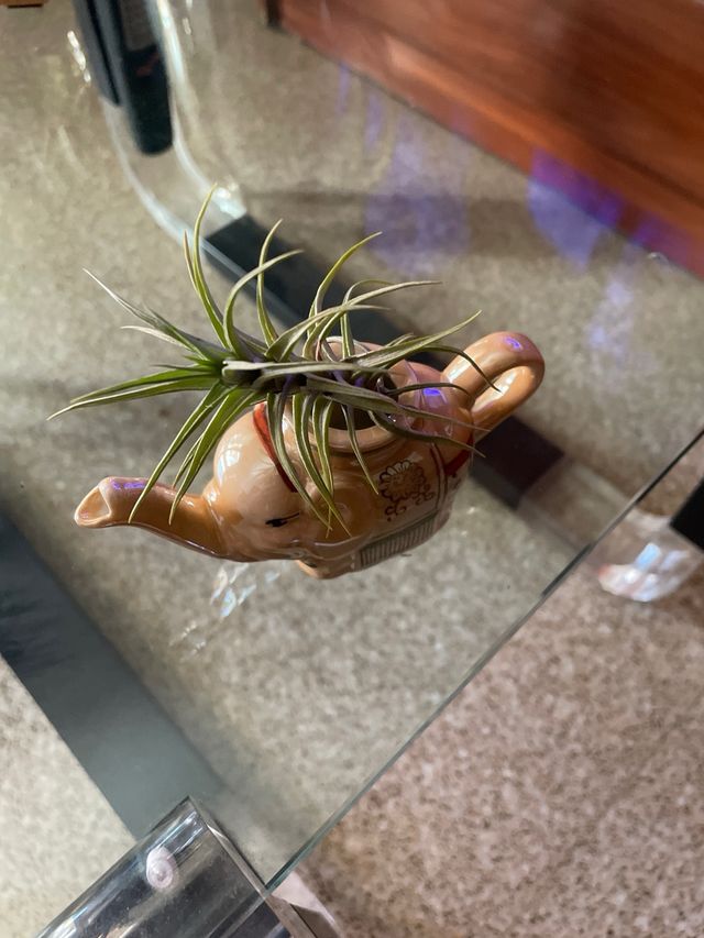 Plantas de aire Tillandsia