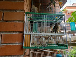 Jaula pequeña para pájaros