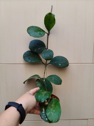 Hoya Obovata Splash