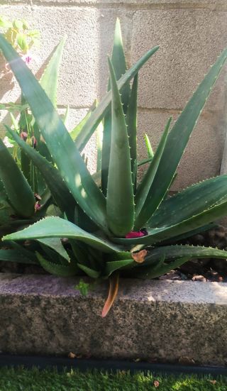 Maceta de Aloe Vera