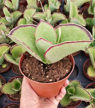 Plantas Kalanchoe maceta 13