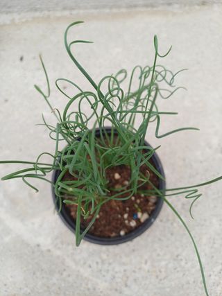 ALBUCAS SPIRALIS