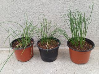 ALBUCAS SPIRALIS