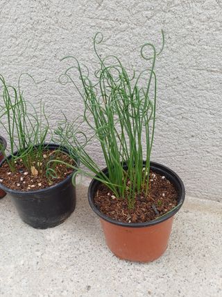 ALBUCAS SPIRALIS