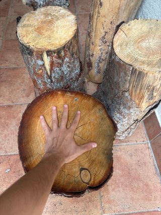 Troncos de pino