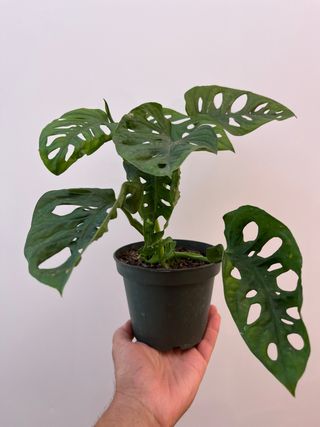 Monstera Adansonii Planta