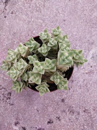 Suculentas Crassula perforata variegada
