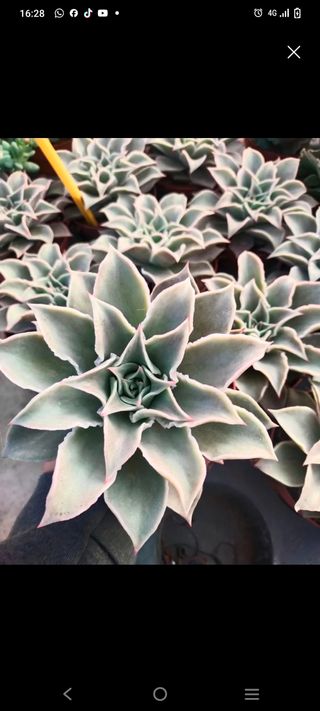 Planta Suculenta Echeveria madiba