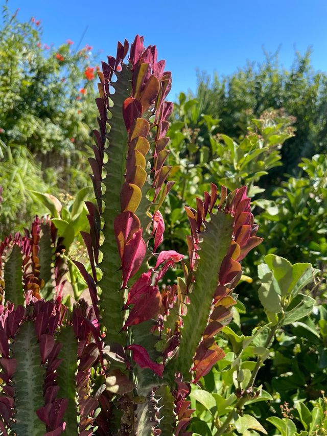 Pianta di cactus con foglie rosse