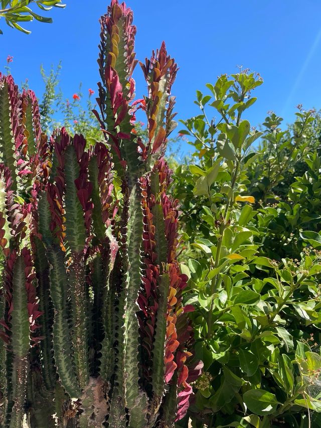 Pianta di cactus con foglie rosse