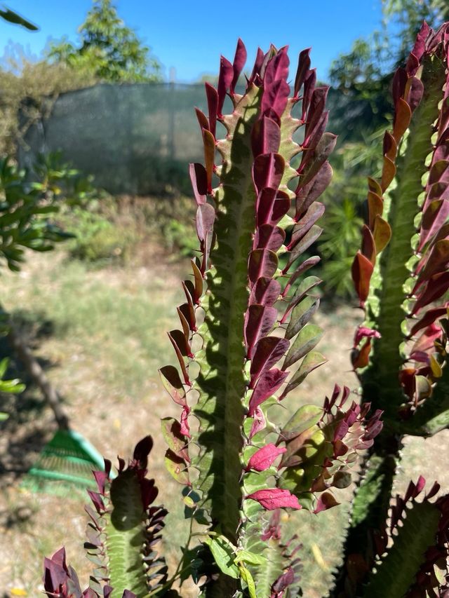 Pianta di cactus con foglie rosse