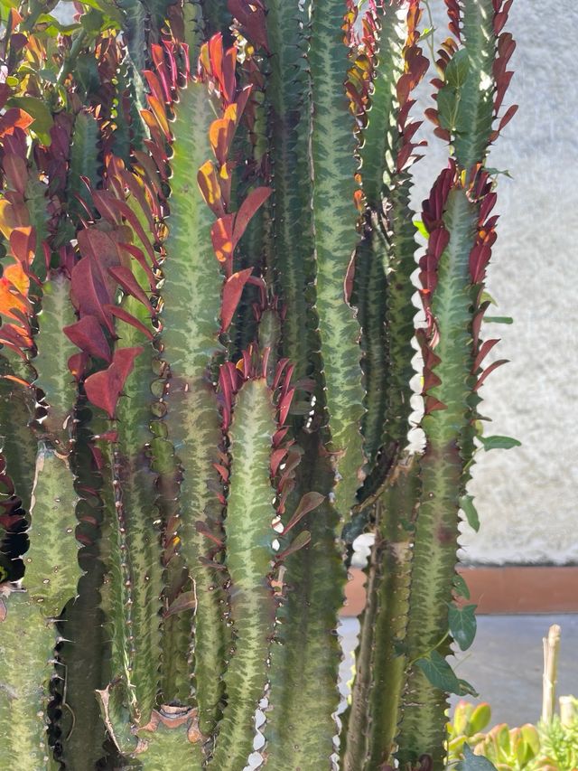 Pianta di cactus con foglie rosse