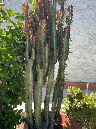 Pianta di cactus con foglie rosse