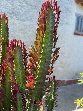 Pianta di cactus con foglie rosse