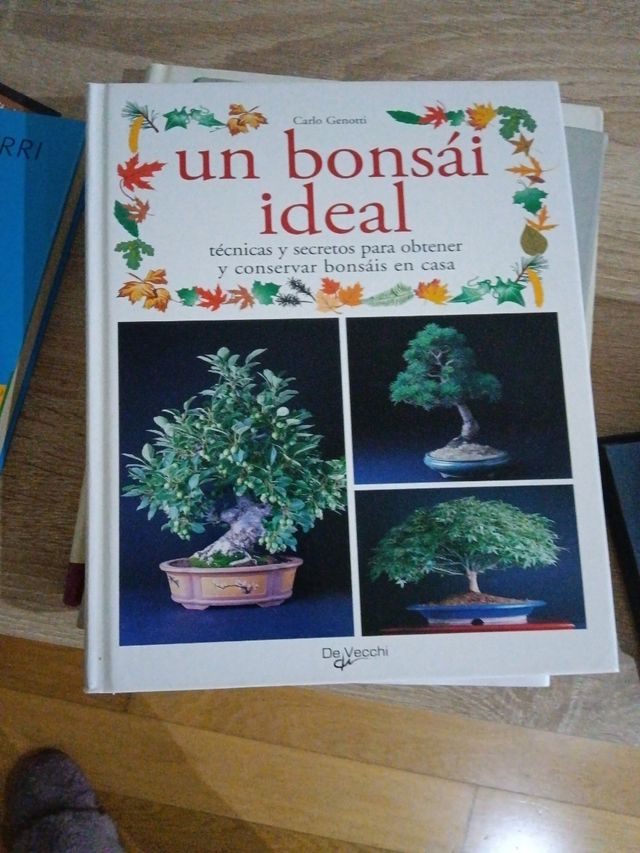 Un bonsai ideal (Spanish Edition)