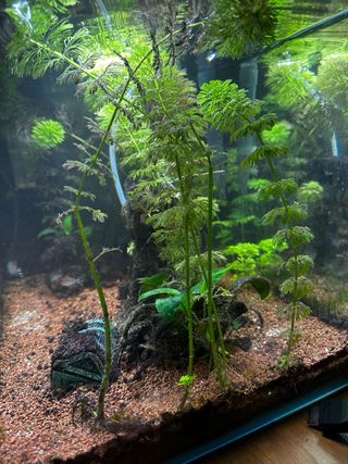 Acuario Pecera 40 Litros completo