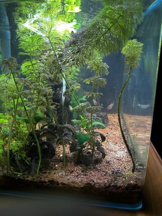 Acuario Pecera 40 Litros completo