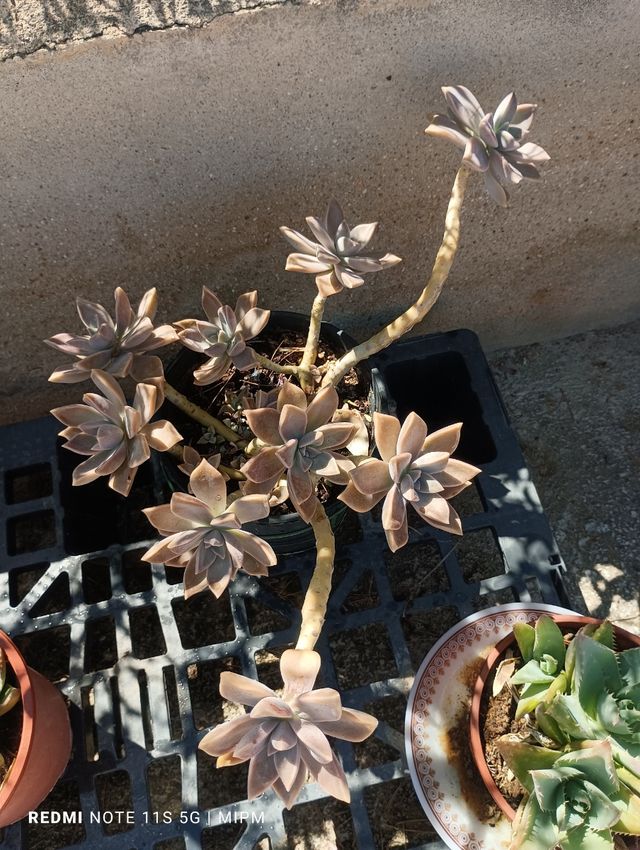 Maceta Suculenta Grande