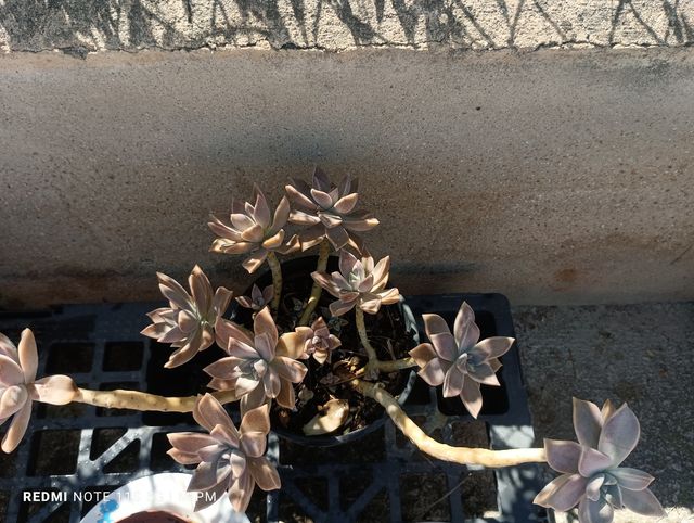 Maceta Suculenta Grande