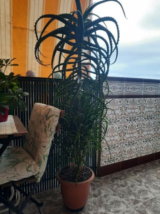 Planta Aloe Vera Grande