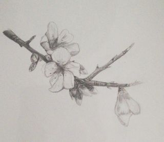 Se regalan clases de dibujo