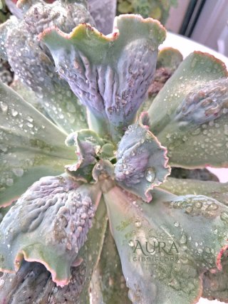 Echeveria Gibbiflora Alhambra Vaso 12-Rara