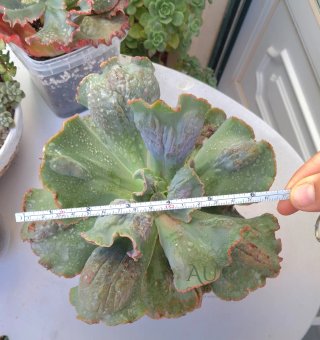 Echeveria Gibbiflora Alhambra Vaso 12-Rara