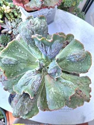 Echeveria Gibbiflora Alhambra Vaso 12-Rara
