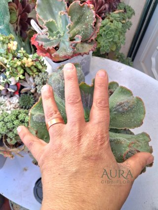 Echeveria Gibbiflora Alhambra Vaso 12-Rara