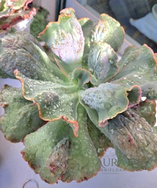 Echeveria Gibbiflora Alhambra Vaso 12-Rara