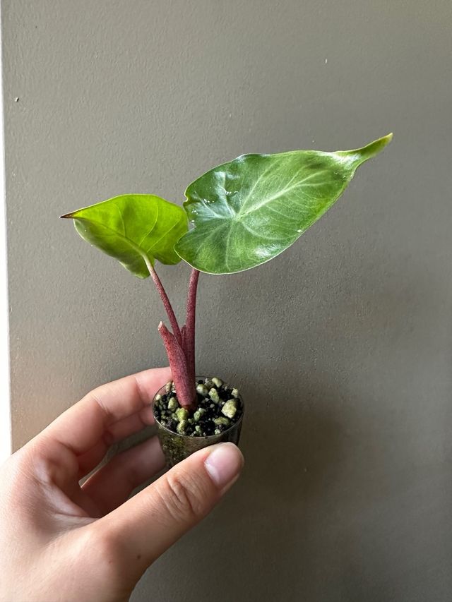 Alocasia Pink Dragon Baby