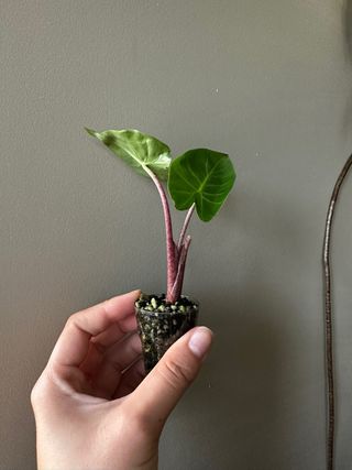 Alocasia Pink Dragon Baby