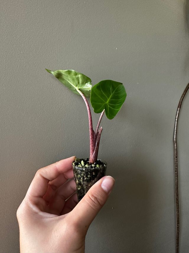 Alocasia Pink Dragon Baby
