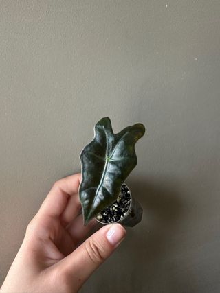 Alocasia Nobilis Baby