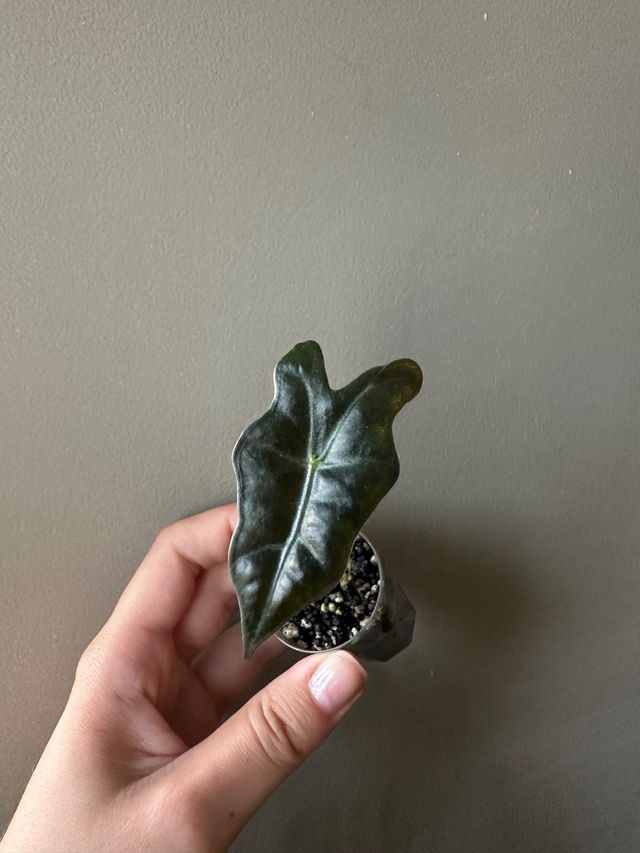 Alocasia Nobilis Baby