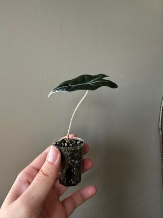 Alocasia Nobilis Baby