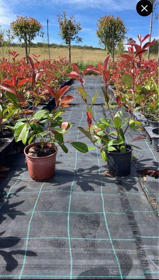 Lote 5 Photinias