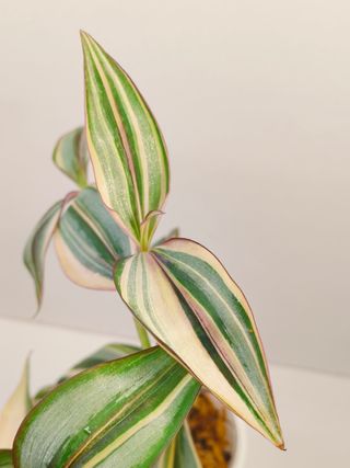 Tradescantia quadricolor
