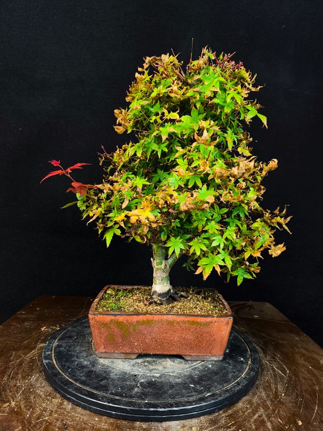 Bonsai in acero Deshojo