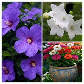 Lote semillas: Campanilla Blanca,Hibisco y Zinnias