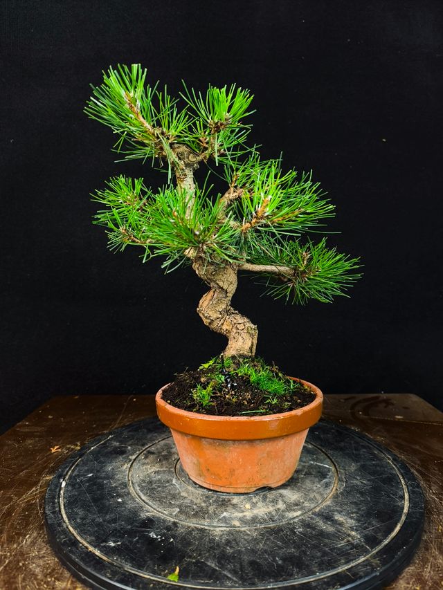 Bonsai di Pino Thunbergii