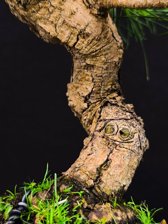 Bonsai di Pino Thunbergii